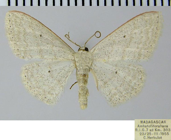 /filer/webapps/moths/media/images/A/abolita_Scopula_AM_ZSM.jpg