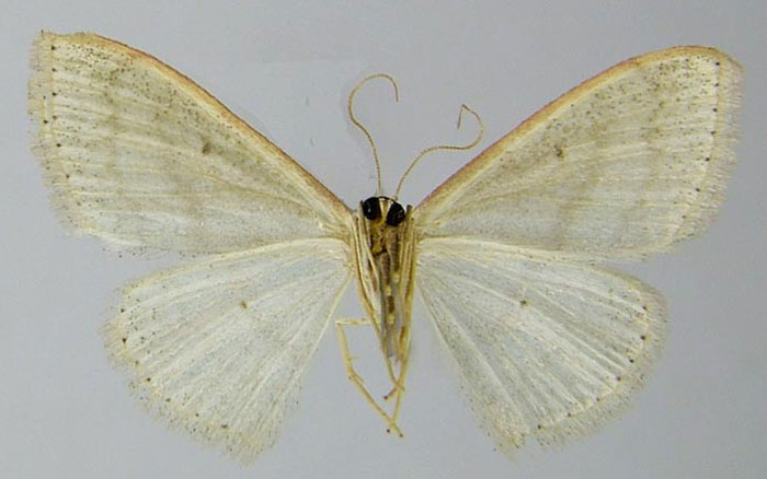 /filer/webapps/moths/media/images/A/abolita_Scopula_PTF_ZSMb.jpg