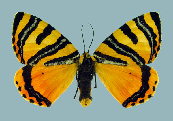 /filer/webapps/moths/media/images/A/abraxas_Callioratis_AF_Staude.jpg