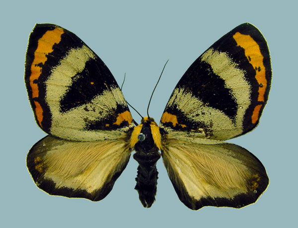 /filer/webapps/moths/media/images/A/abraxas_Callioratis_AM_Staude_01.jpg