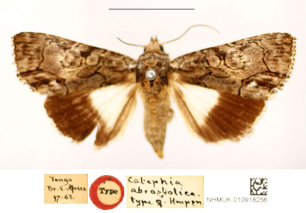 /filer/webapps/moths/media/images/A/abrostolica_Catephia_HT_BMNH_4A9qya2.jpg