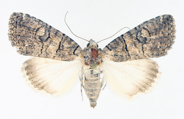 /filer/webapps/moths/media/images/A/abrostoloides_Proconis_AF_TMSA_01.jpg