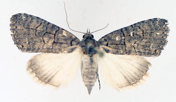 /filer/webapps/moths/media/images/A/abrostoloides_Proconis_AF_TMSA_02.jpg