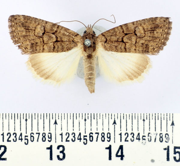 /filer/webapps/moths/media/images/A/abrostoloides_Proconis_AM_BMNH_01.jpg