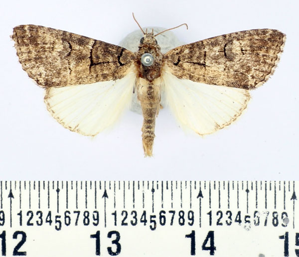 /filer/webapps/moths/media/images/A/abrostoloides_Proconis_AM_BMNH_02.jpg