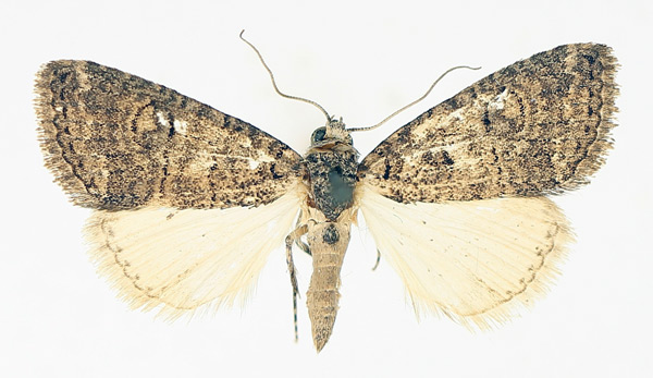 /filer/webapps/moths/media/images/A/abrostoloides_Proconis_AM_TMSA_01_AJ71s8q.jpg