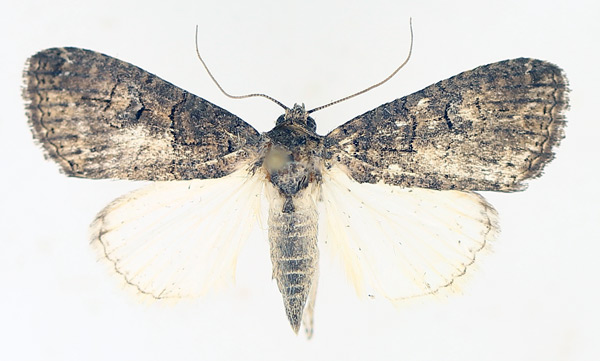 /filer/webapps/moths/media/images/A/abrostoloides_Proconis_AM_TMSA_02.jpg