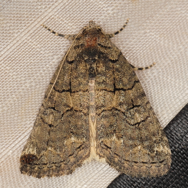 /filer/webapps/moths/media/images/A/abrostoloides_Proconis_A_Heyns_01.jpg.JPG