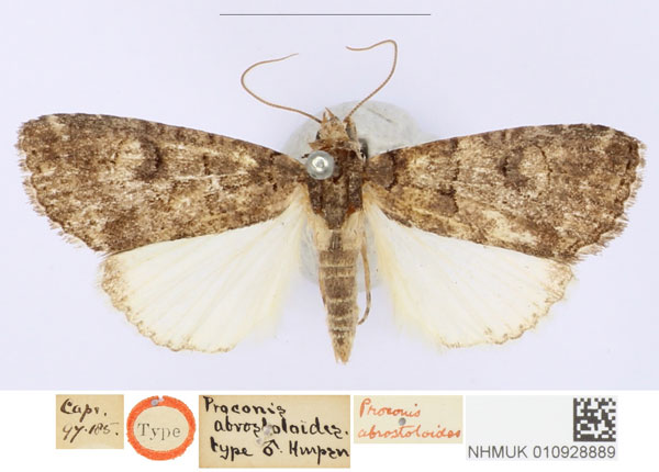 /filer/webapps/moths/media/images/A/abrostoloides_Proconis_HT_BMNH_iY25Ge5.jpg