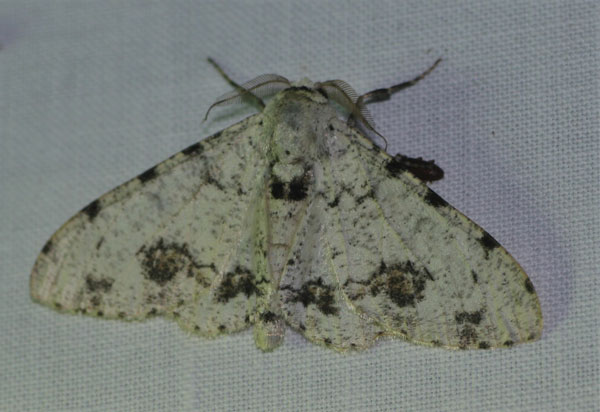 /filer/webapps/moths/media/images/A/abruptaria_Biston_AM_Jorpeland.jpg
