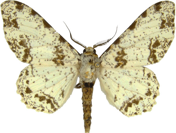 /filer/webapps/moths/media/images/A/abruptaria_Biston_AM_MCJM.jpg
