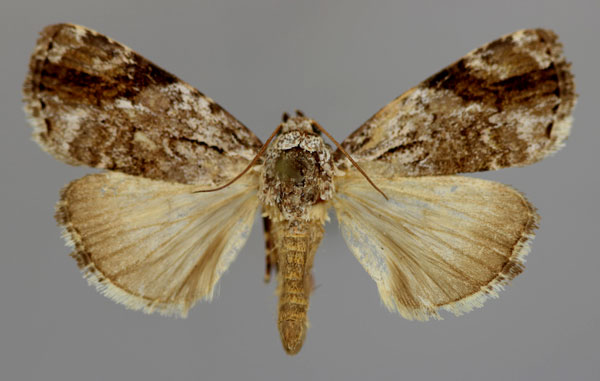 /filer/webapps/moths/media/images/A/abscissa_Daula_A_RMCA_01.jpg