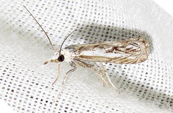 /filer/webapps/moths/media/images/A/absconditus_Sebrus_A_Braun_01.jpg