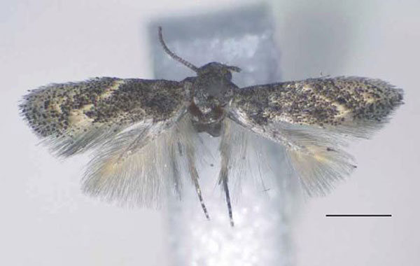 /filer/webapps/moths/media/images/A/absidata_Urodeta_HT_RMCA.jpg