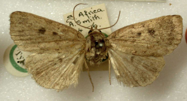 /filer/webapps/moths/media/images/A/absorbens_Athetis_ST_BMNH.jpg