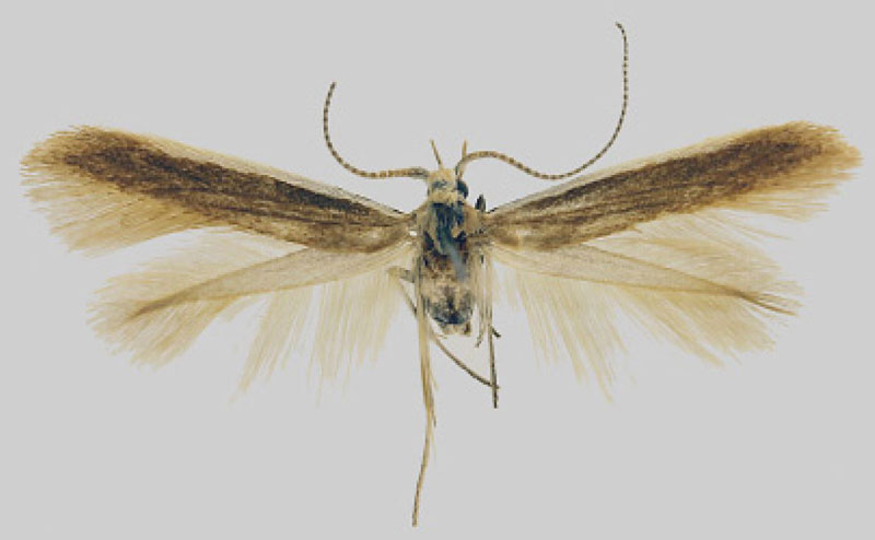 /filer/webapps/moths/media/images/A/abstrusa_Coleophora_HT_MfN.jpg