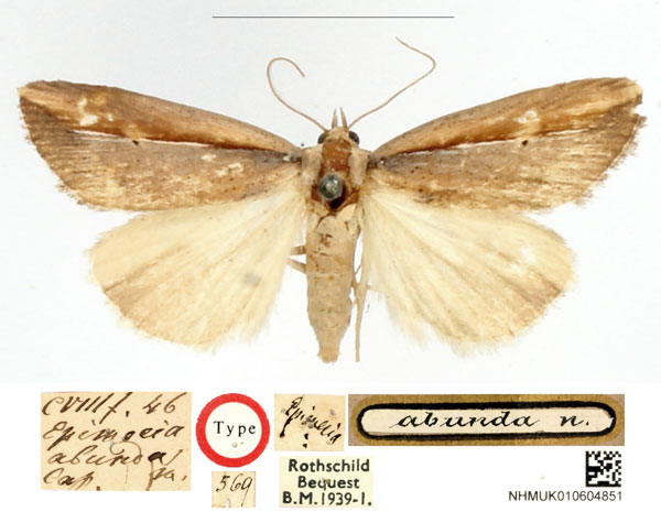 /filer/webapps/moths/media/images/A/abunda_Epimecia_HT_BMNH_HPLyFvs.jpg