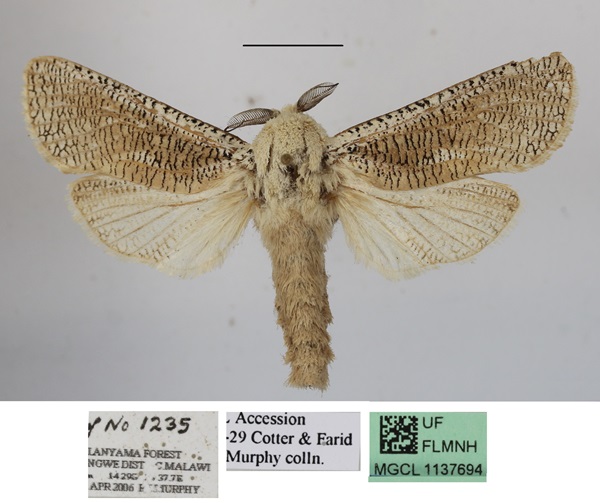 /filer/webapps/moths/media/images/A/aburae_Azygophleps_A_MGCL.JPG