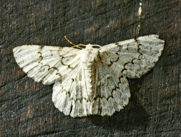 /filer/webapps/moths/media/images/A/abyssinaria_Pingasa_A_Roland_01.jpg