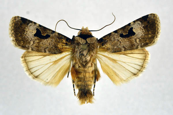 /filer/webapps/moths/media/images/A/abyssinia_Ariathisa_A_NHMO.jpg