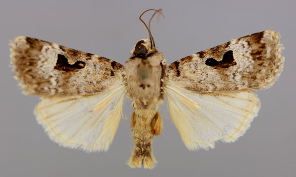 /filer/webapps/moths/media/images/A/abyssinia_Ariathisa_A_RMCA_01.jpg