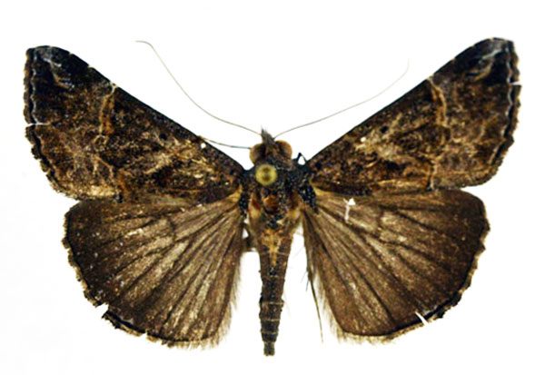 /filer/webapps/moths/media/images/A/abyssinialis_Hypena_AM_NHMO_kRyeoEc.jpg