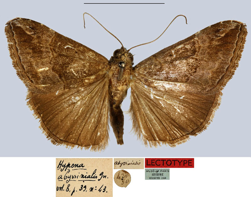 /filer/webapps/moths/media/images/A/abyssinialis_Hypena_LT_MNHN.jpg