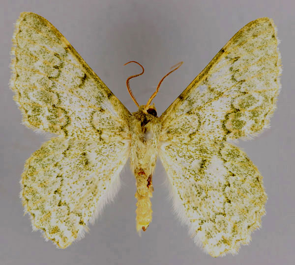 /filer/webapps/moths/media/images/A/abyssiniaria_Pingasa_A_ZSM_01.jpg