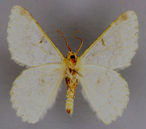 /filer/webapps/moths/media/images/A/abyssiniaria_Pingasa_A_ZSM_02.jpg