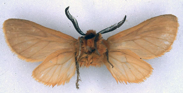 /filer/webapps/moths/media/images/A/abyssinibia_Metarctia_HT_BMNH_02.jpg