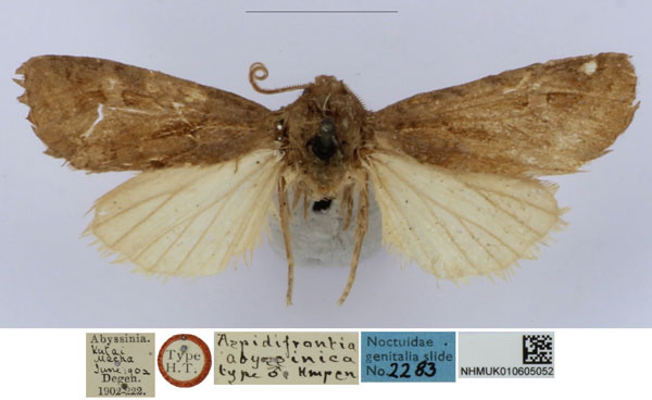 /filer/webapps/moths/media/images/A/abyssinica_Aspidifrontia_HT_BMNH_AenlkNL.jpg