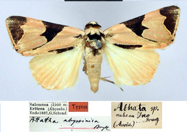 /filer/webapps/moths/media/images/A/abyssinica_Attatha_HT_ZMHB.jpg