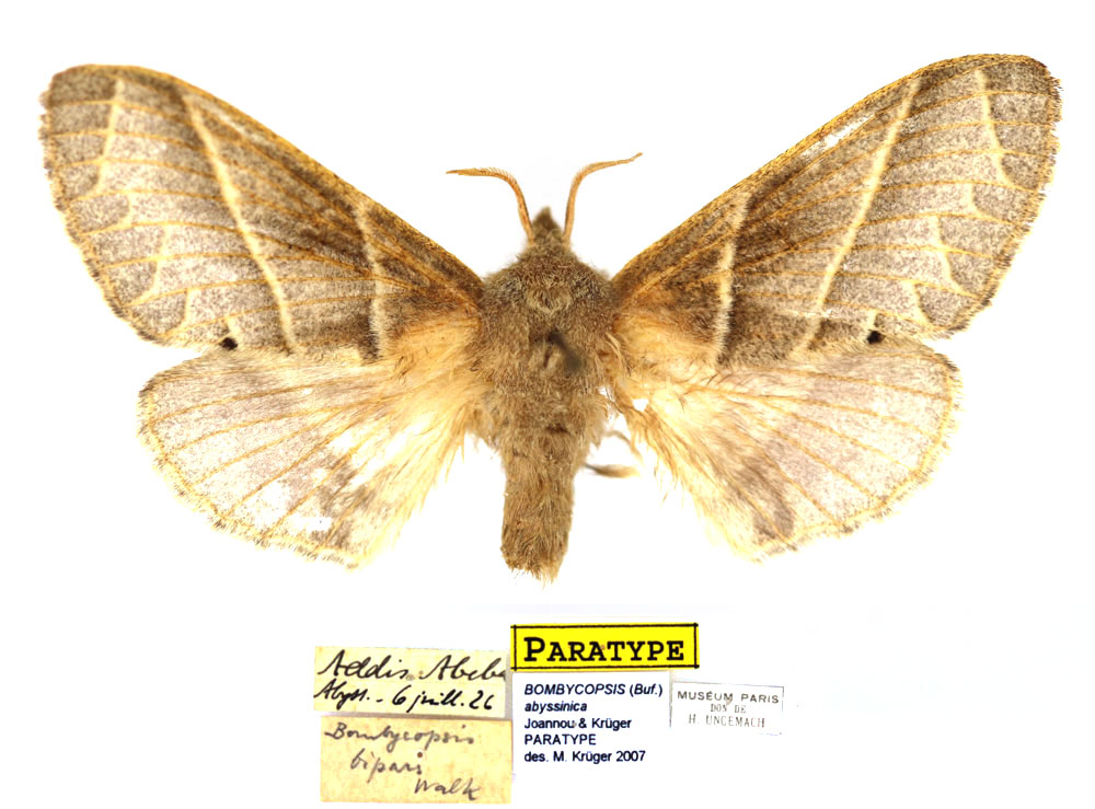 /filer/webapps/moths/media/images/A/abyssinica_Bombycopsis_PTF_MNHN.jpg