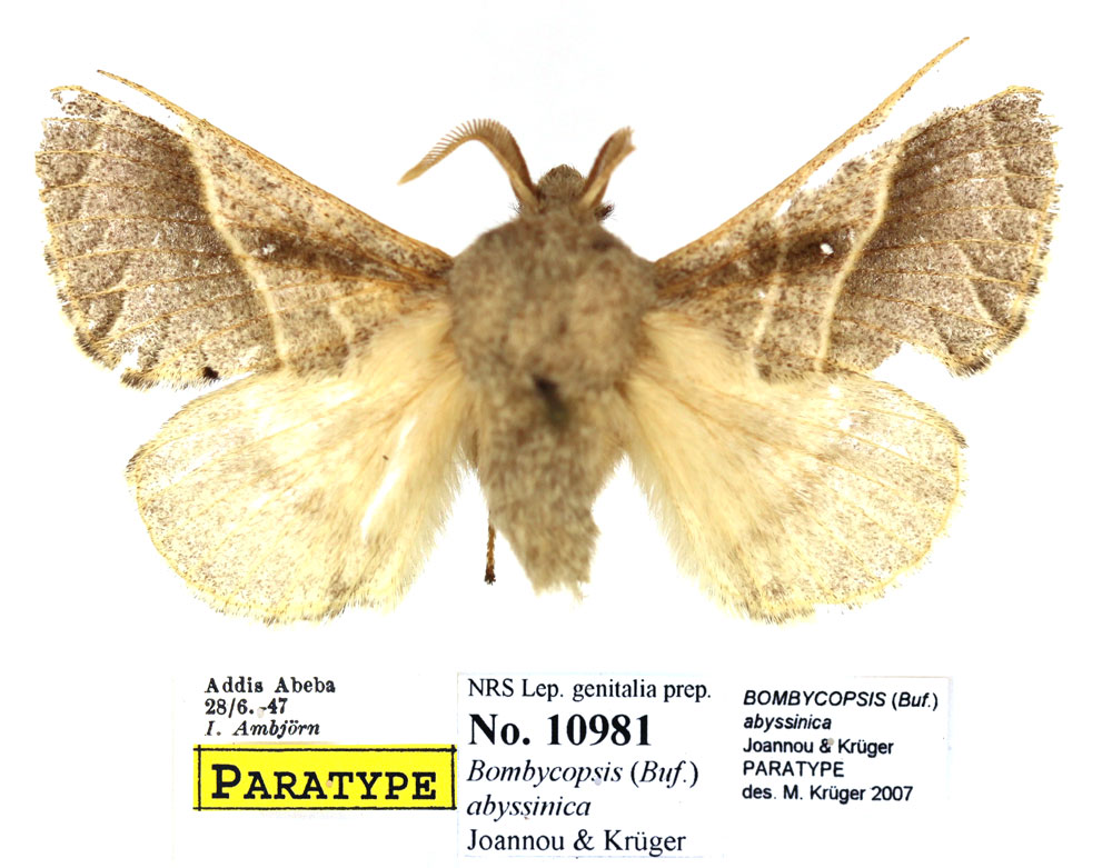 /filer/webapps/moths/media/images/A/abyssinica_Bombycopsis_PTM_SNHM.jpg