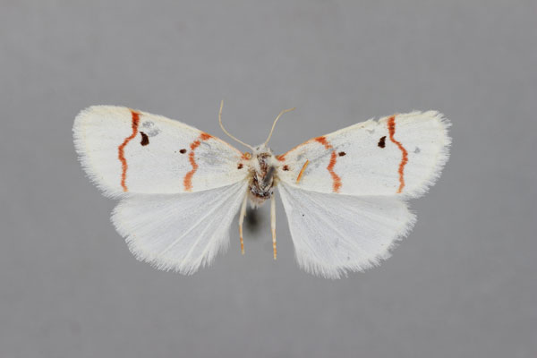 /filer/webapps/moths/media/images/A/abyssinica_Cyana_A_BMNH.jpg