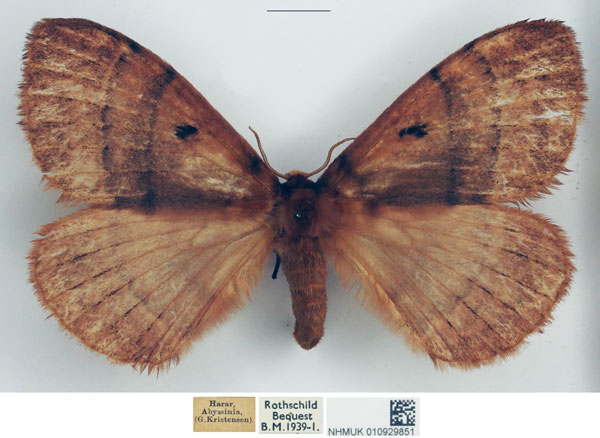/filer/webapps/moths/media/images/A/abyssinica_Hoplojana_STF_NHMUK.jpg