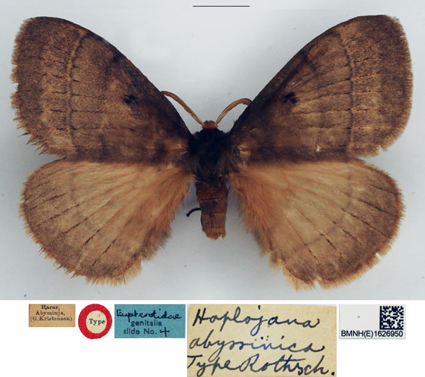 /filer/webapps/moths/media/images/A/abyssinica_Hoplojana_STM_NHMUK.jpg