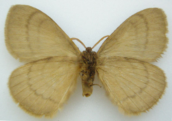 /filer/webapps/moths/media/images/A/abyssinica_Hoplojana_STM_NHMUKb.jpg