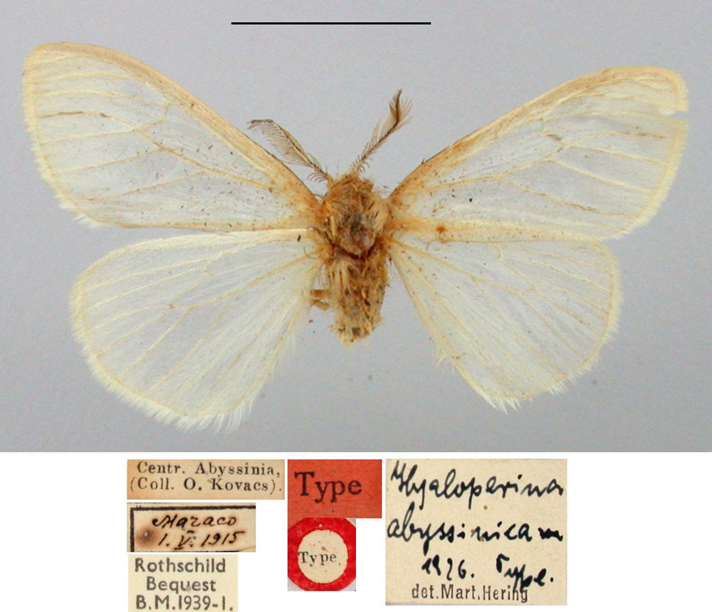/filer/webapps/moths/media/images/A/abyssinica_Hyaloperina_HT_BMNH.jpg