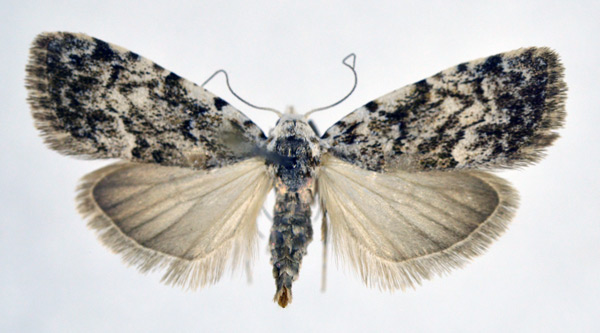 /filer/webapps/moths/media/images/A/abyssinica_Nola_AF_NHMO.jpg