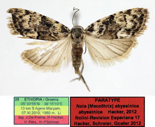 /filer/webapps/moths/media/images/A/abyssinica_Nola_PTF_Aulombard_01.jpg
