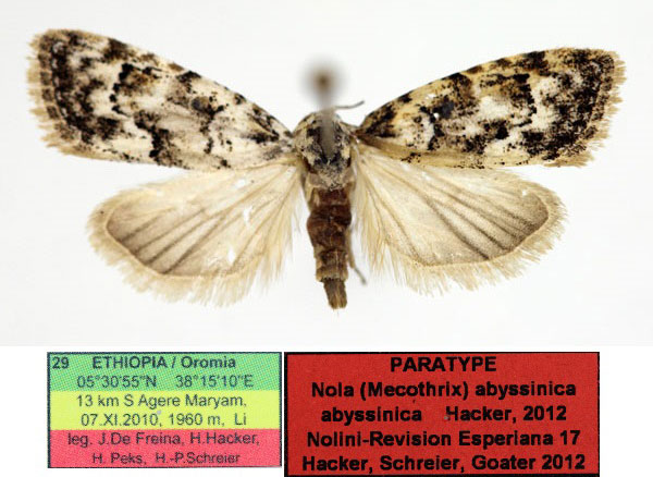 /filer/webapps/moths/media/images/A/abyssinica_Nola_PTF_Aulombard_02.jpg