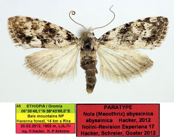 /filer/webapps/moths/media/images/A/abyssinica_Nola_PTM_Aulombard.jpg