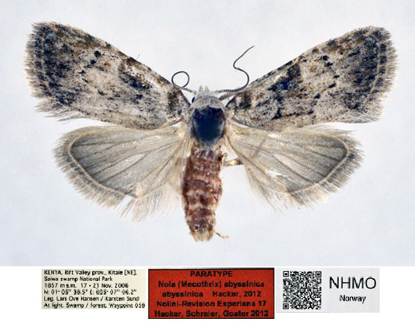 /filer/webapps/moths/media/images/A/abyssinica_Nola_PT_NHMO_01.jpg
