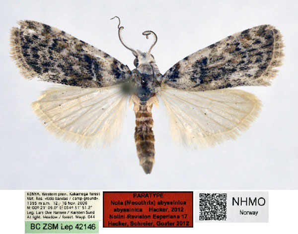 /filer/webapps/moths/media/images/A/abyssinica_Nola_PT_NHMO_02.jpg