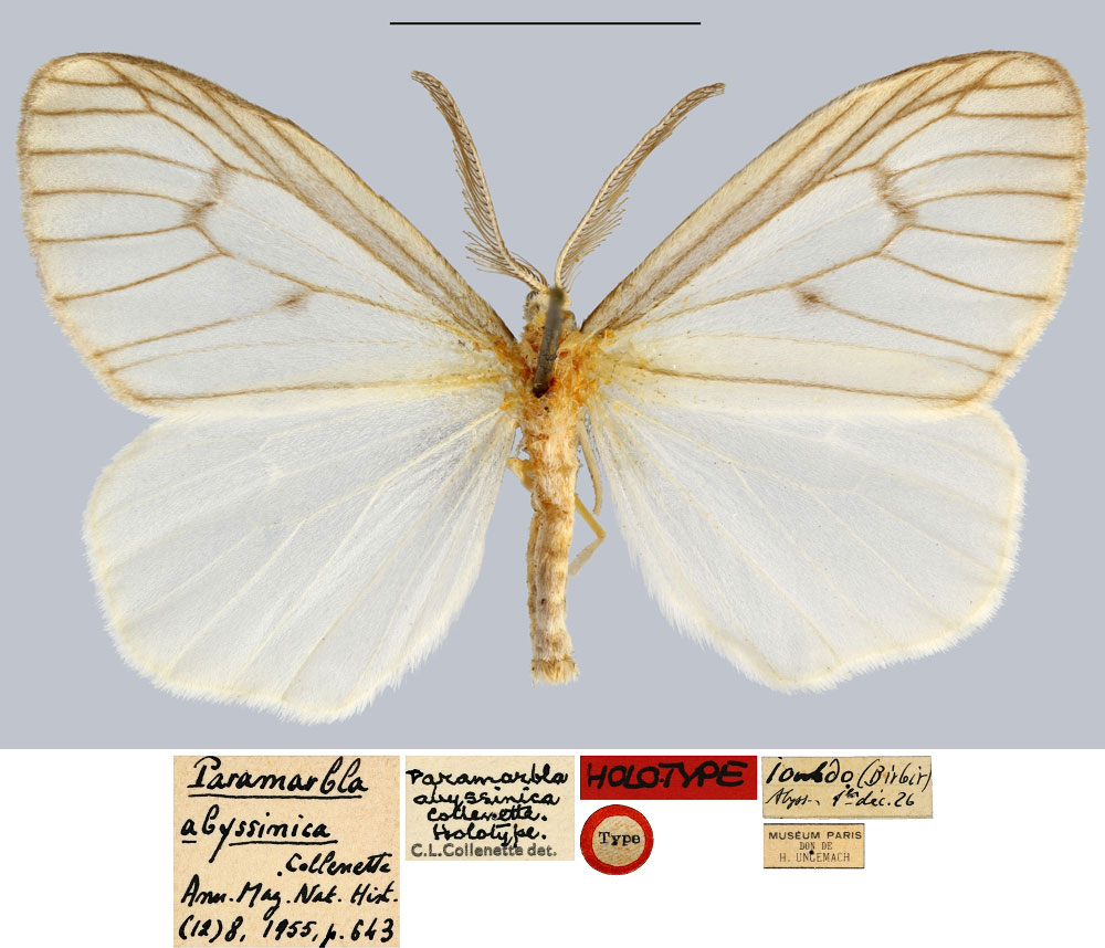 /filer/webapps/moths/media/images/A/abyssinica_Paramarbla_HT_MNHN.jpg