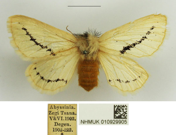 /filer/webapps/moths/media/images/A/abyssinica_Phiala_AF_NHMUK.jpg