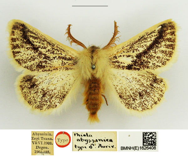 /filer/webapps/moths/media/images/A/abyssinica_Phiala_STM_NHMUK.jpg