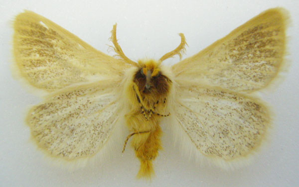 /filer/webapps/moths/media/images/A/abyssinica_Phiala_STM_NHMUKb.jpg