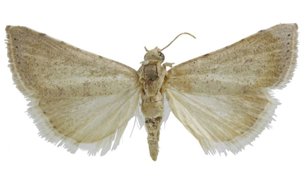 /filer/webapps/moths/media/images/A/abyssinica_Ptychopseustis_HT_BMNH.jpg